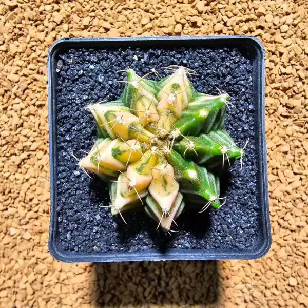 Gymnocalycium 5 cm Özel Tür Kaktüs