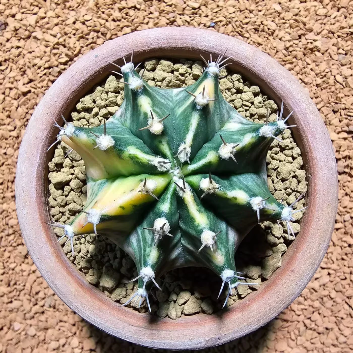 Previous Product Image