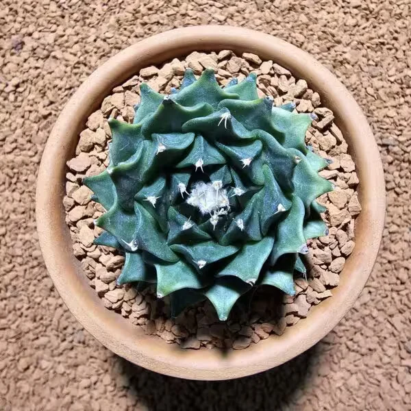 Obregonia Orengi Denegri Enginar Kaktüsü 6 cm
