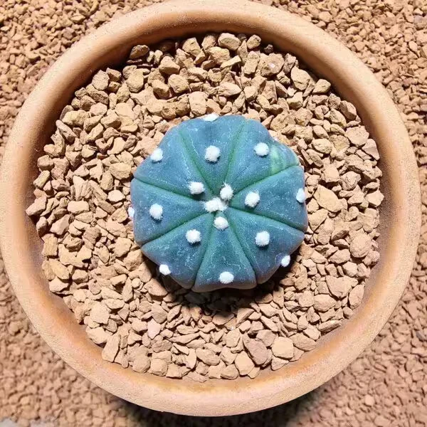 Astrophytum Veriagata 4 cm Boyutunda Özel Tür Kaktüs