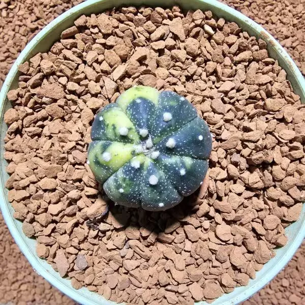 Astrophytum Veriagata 4 cm Boyutunda Özel Tür Kaktüs