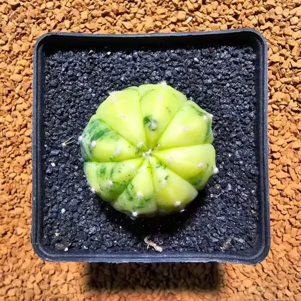 Astrophytum Veriagata 3,5 cm Boyutunda Özel Tür Kaktüs