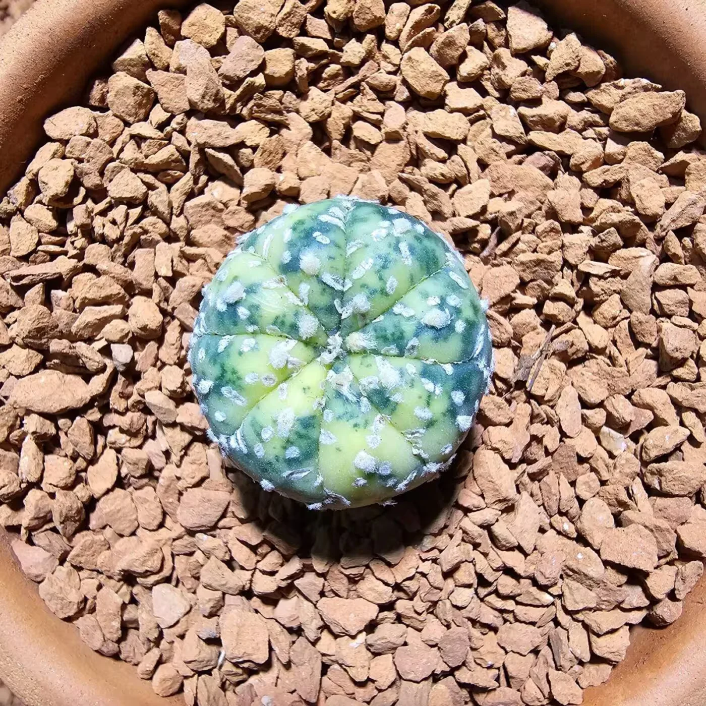 Next Product Image