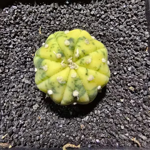Astrophytum Veriagata 3 cm Boyutunda Özel Tür Kaktüs