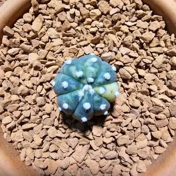 Astrophytum Veriagata 3 cm Boyutunda Özel Tür Kaktüs