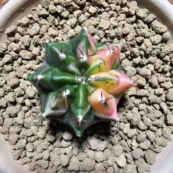 Gymnocalycium 5 cm Özel Tür Kaktüs