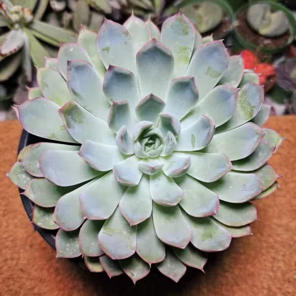 Echeveria Colarata 17 lik Saksıda  Dev Boy