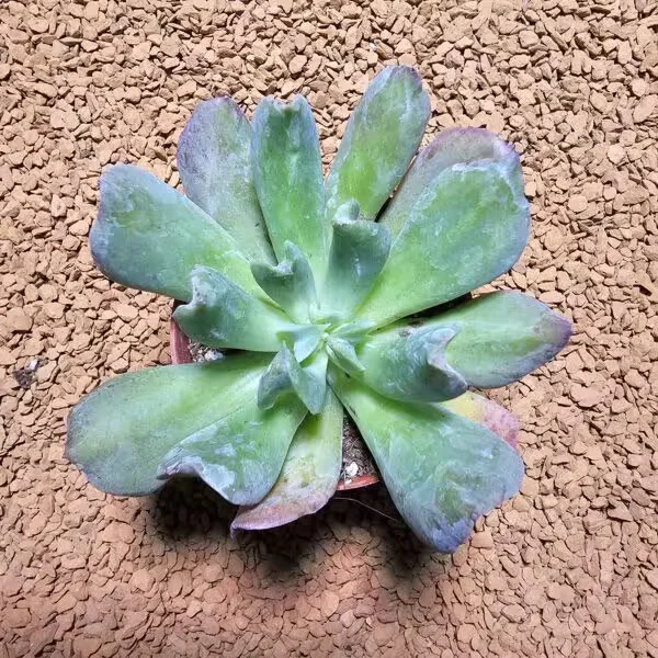 Echeveria Dark Wader 5,5 lik Saksıda