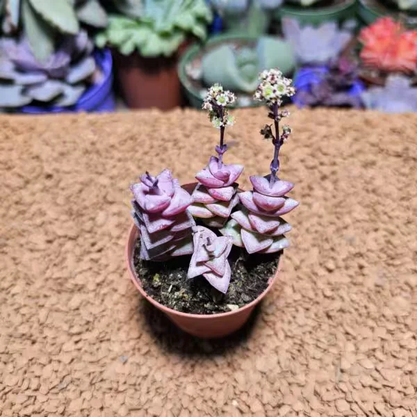 Crassula Perforata 5,5 lik Saksıda