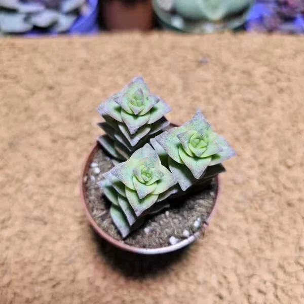 Crassula Perforata 5,5 lik Saksıda