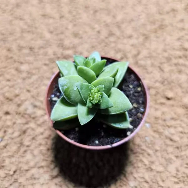 Crassula Spring 5,5 lik Saksıda