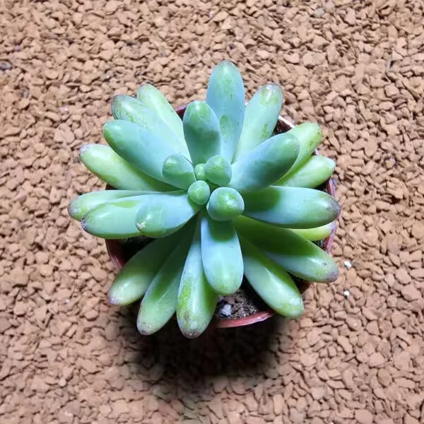 Sedum Pachyphyllum 5,5 lik Saksıda
