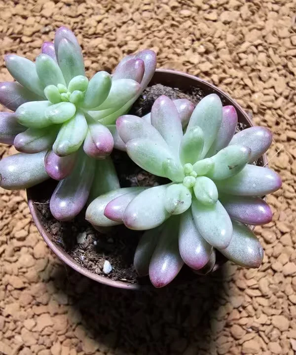 Sedum Rubrotinctum 5,5 lik Saksıda
