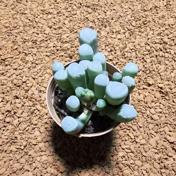 Frithia Pulchra 5,5 lik Saksıda
