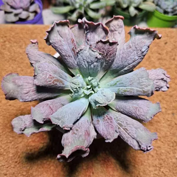 Echeveria Linguas 13 lük Saksıda