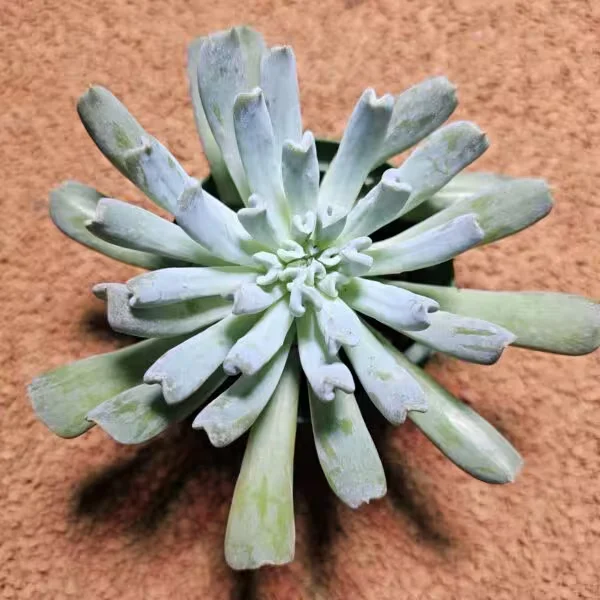 Echeveria Runyoni 8,5 lik Saksıda