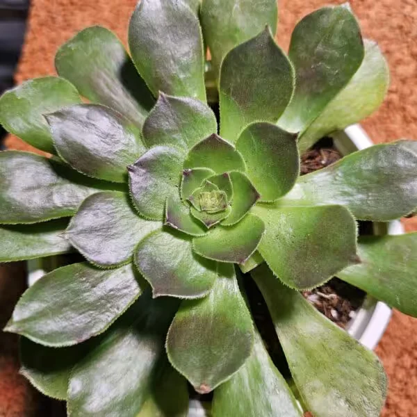 Aeonium Halloween 13 lük Saksıda