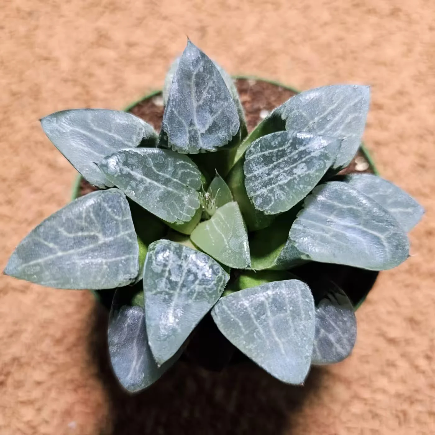 Previous Product Image