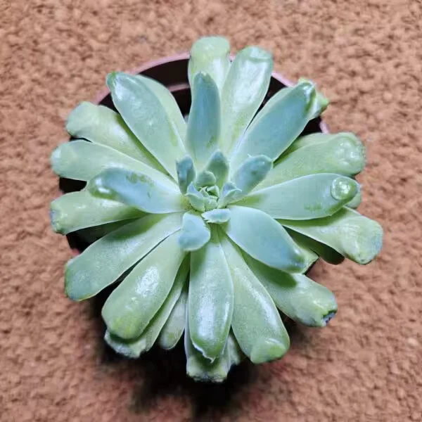 Echeveria Heart Choice 8,5 lik Saksıda Özel tür