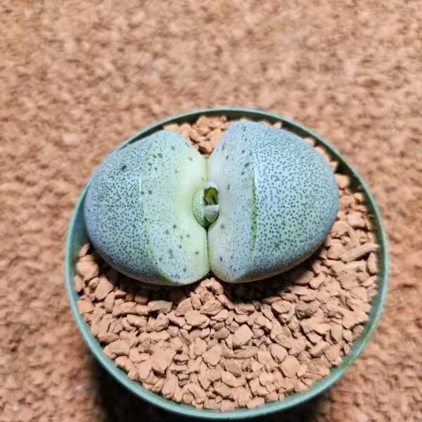 Pleiospilos Neli  8,5 lik Saksıda