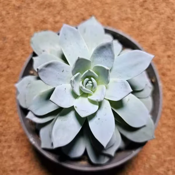 Echeveria 12 lik Saksıda