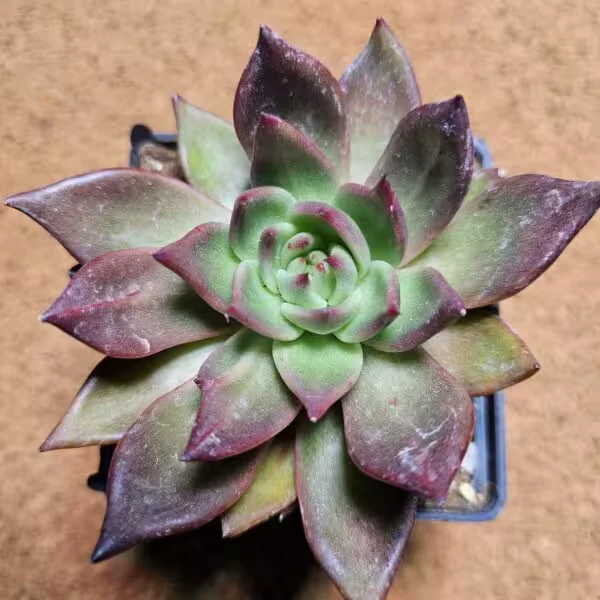Echeveria Agavoides 9 luk Saksıda