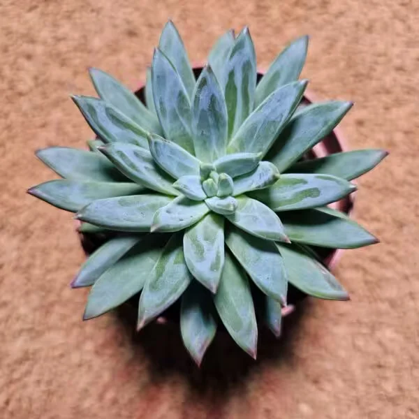 Pachyphytum Hookeri 8 lik Saksıda