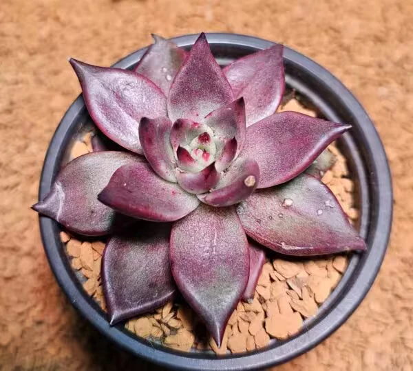 Echeveria Romeo 7 lik Saksıda