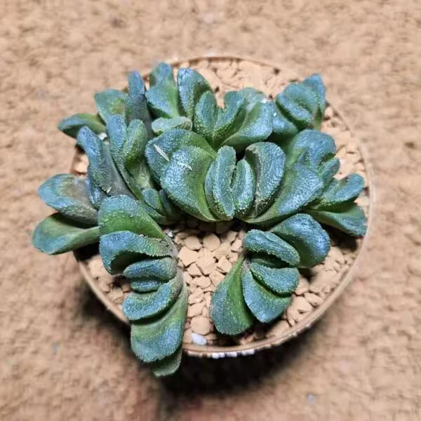 Haworthia Kegani 8 lik Saksıda