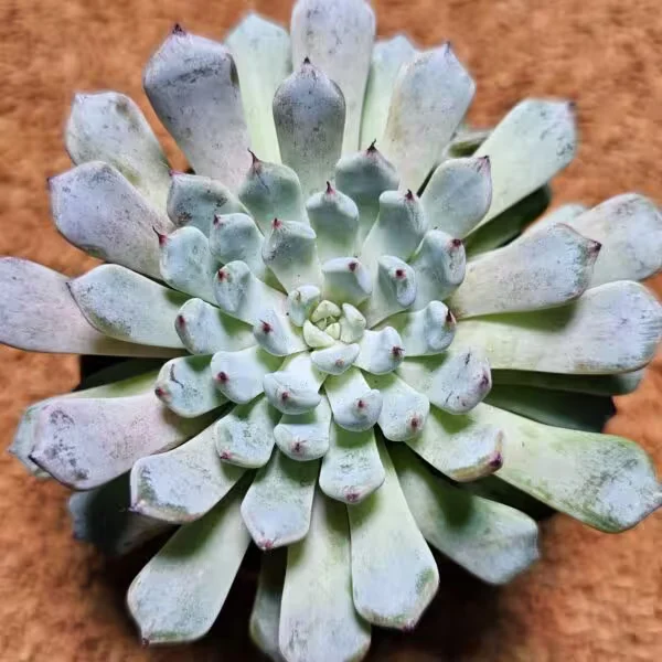 Echeveria Cuspidata 8 lik Saksıda