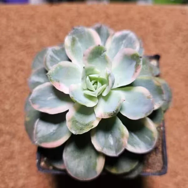 Aeonium Halloween Veriagate 9 luk Saksıda