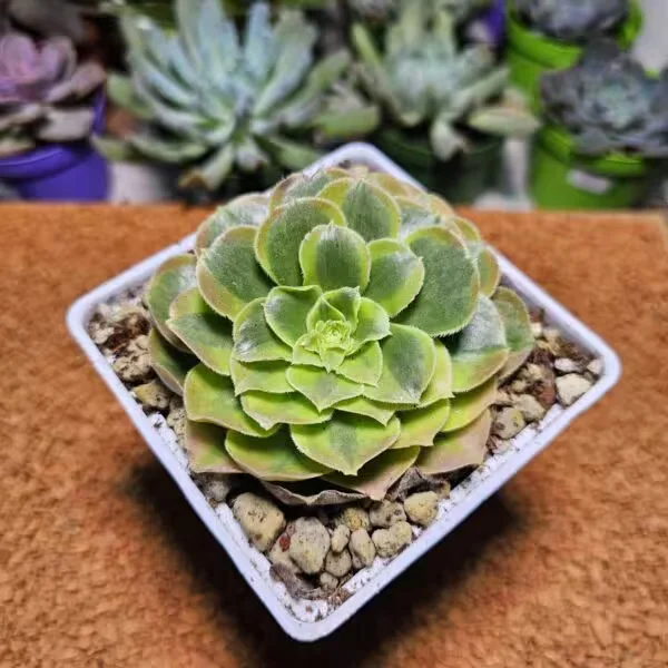 Aeonium Halloween Veriagate 9 luk Saksıda