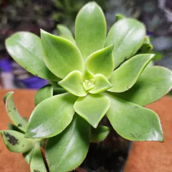 Aeonium Kiwi 9 luk Saksıda