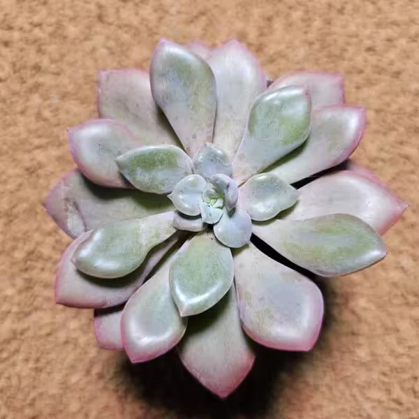 Graptoveria Debbie Pink 8 lik Saksıda