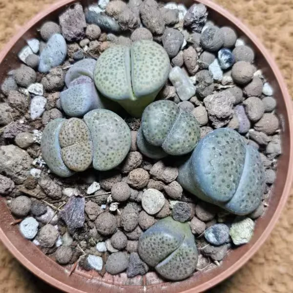 Lithops Taş Kaktüs 10.5 lik Saksıda 6 Adet