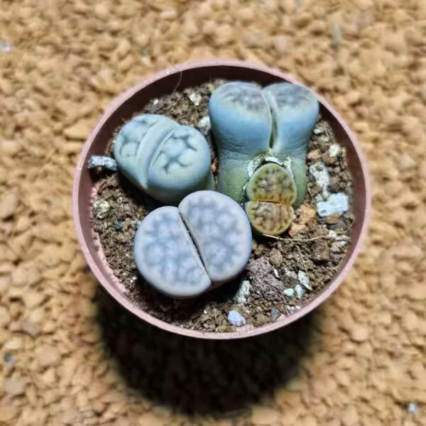 Lithops Taş Kaktüs 5.5 lik Saksı içinde 3 Adet