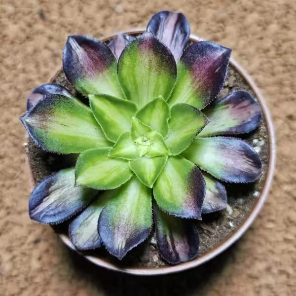 Aeonium Shuahuo 8 lik Saksıda