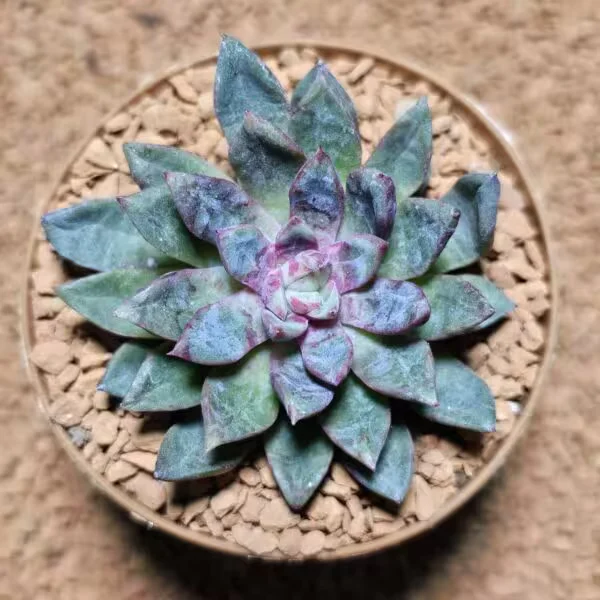 Echeveria Blood Swallow 8 lik Saksıda