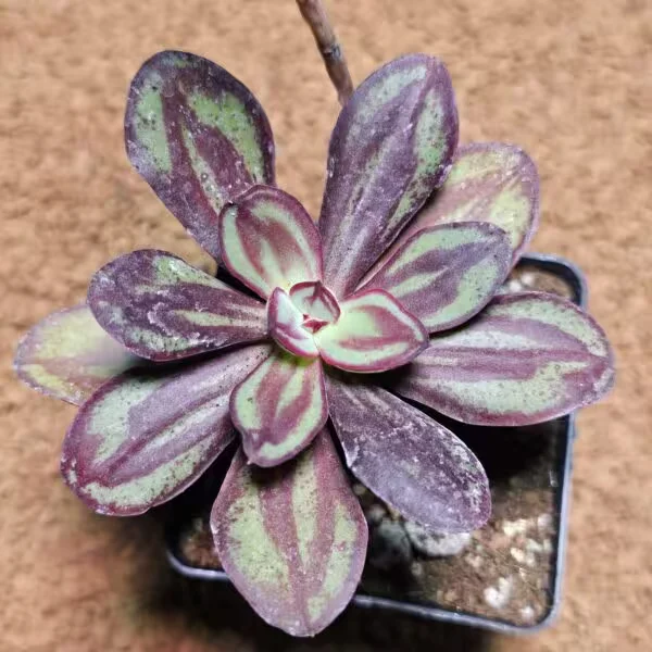 Echeveria Nodulosa 7 lik Saksıda