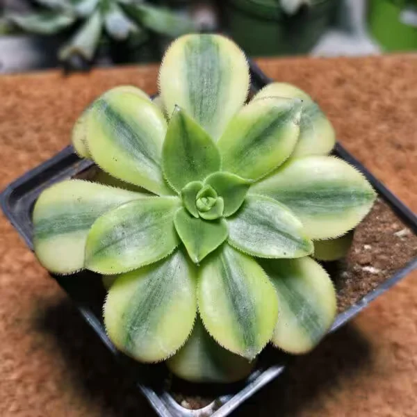 Aeonium Starburst 9 luk Saksı Özel Tür