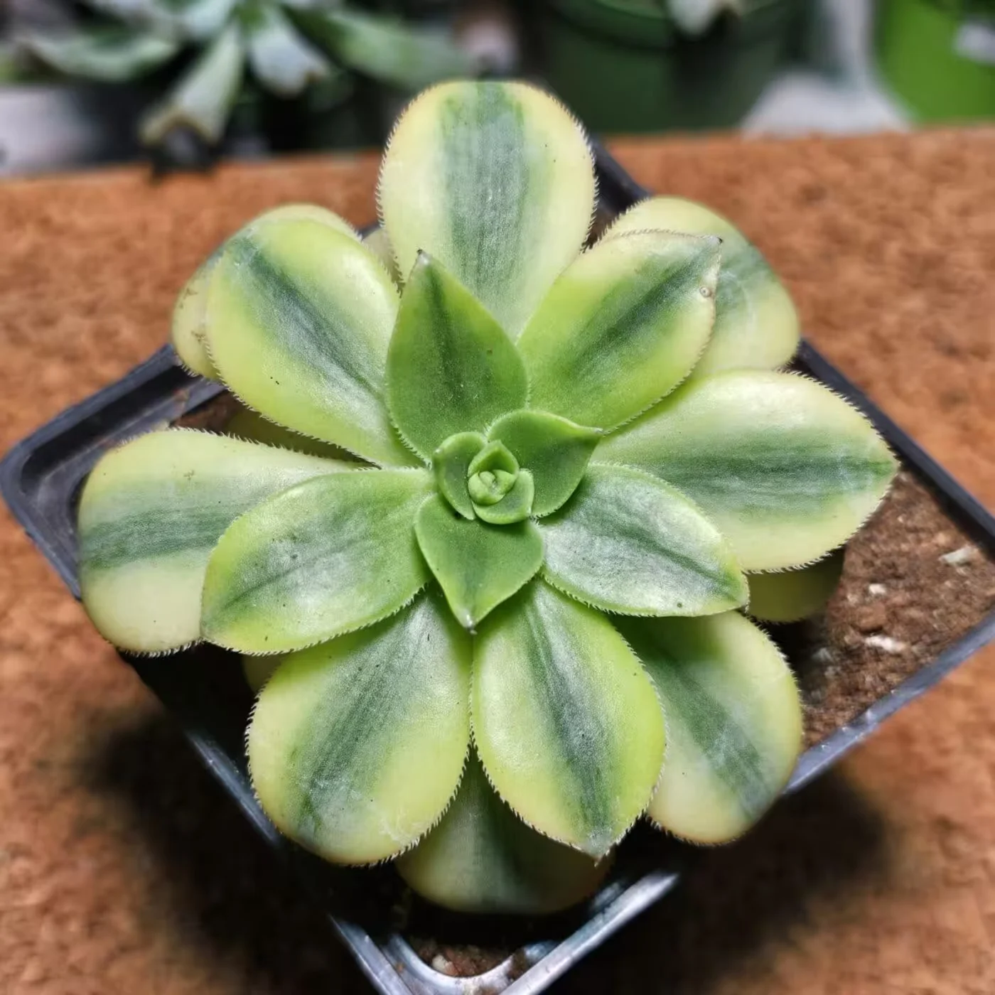 Previous Product Image