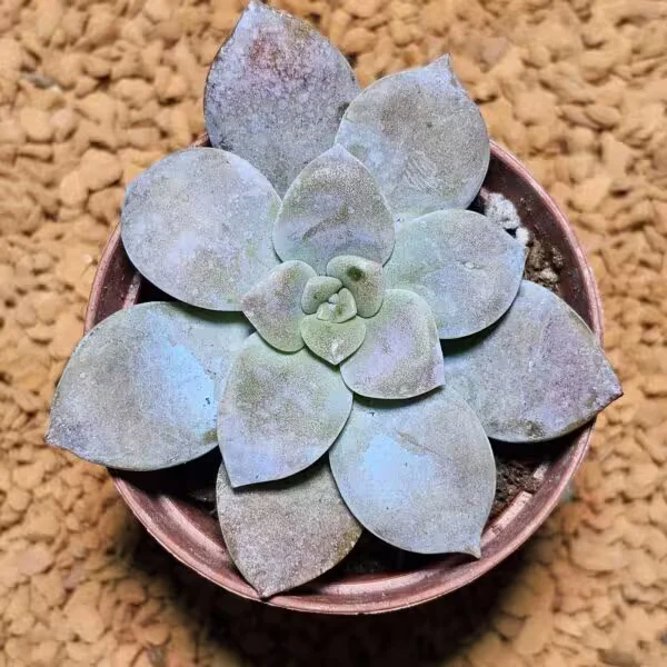 Graptoveria Superbum 5,5 lik Saksıda