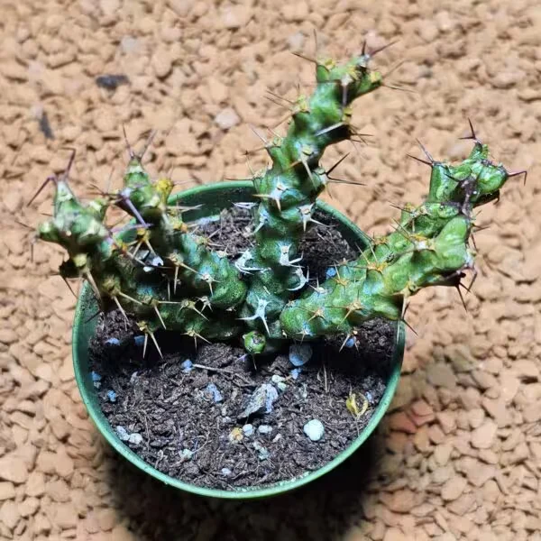 Euphorbia Erigavensis 5,5 lik Saksıda