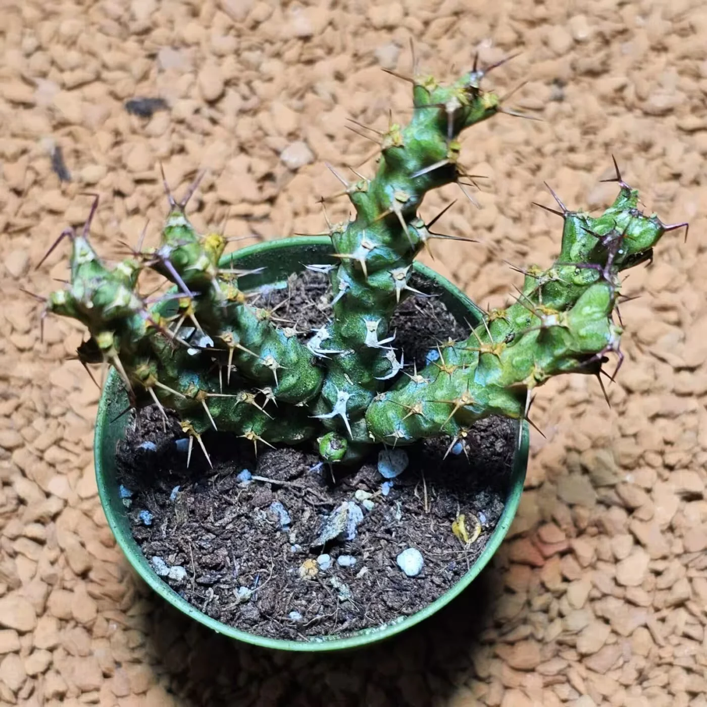 Previous Product Image