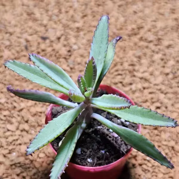 Pink(Pembe) Aşkın Gözyaşı 5,5 lik Saksıda