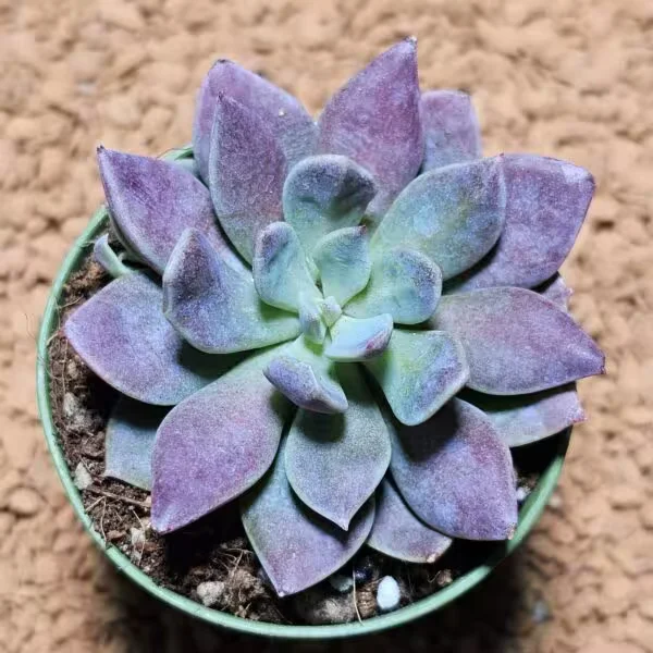 Sinocrassula indica 5,5 lik Saksıda