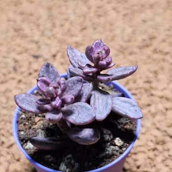 Graptoveria Bronze Chocolate 5,5 lik Saksıda