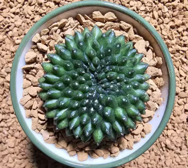 İnermis Cristata Kaktüs 4.5 cm Nadir Özel Tür