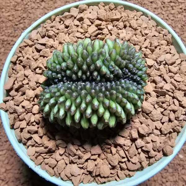 İnermis Cristata Kaktüs 4.5 cm Nadir Özel Tür