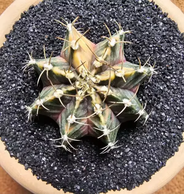 Gymnocalycium 5 cm Özel Tür Kaktüs